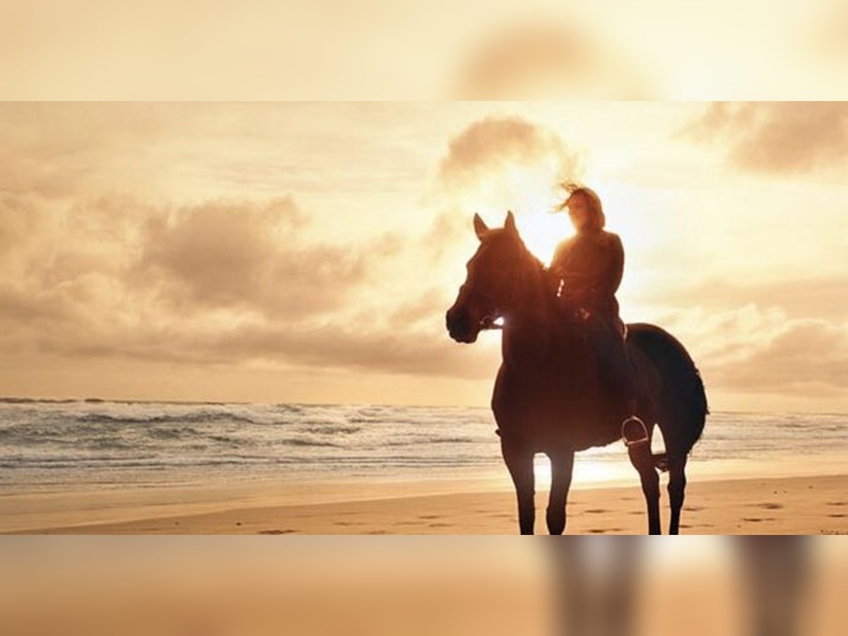 Gesucht Reitunterricht & Reitbeteiligung Gesucht Reitunterricht & Reitbeteiligung