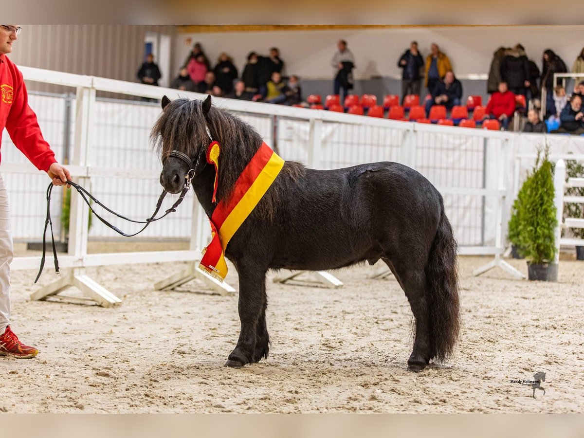 Gideon aus Eggeloge WE Shetland Ponys Hengst in WiefelstedeWiefelstede