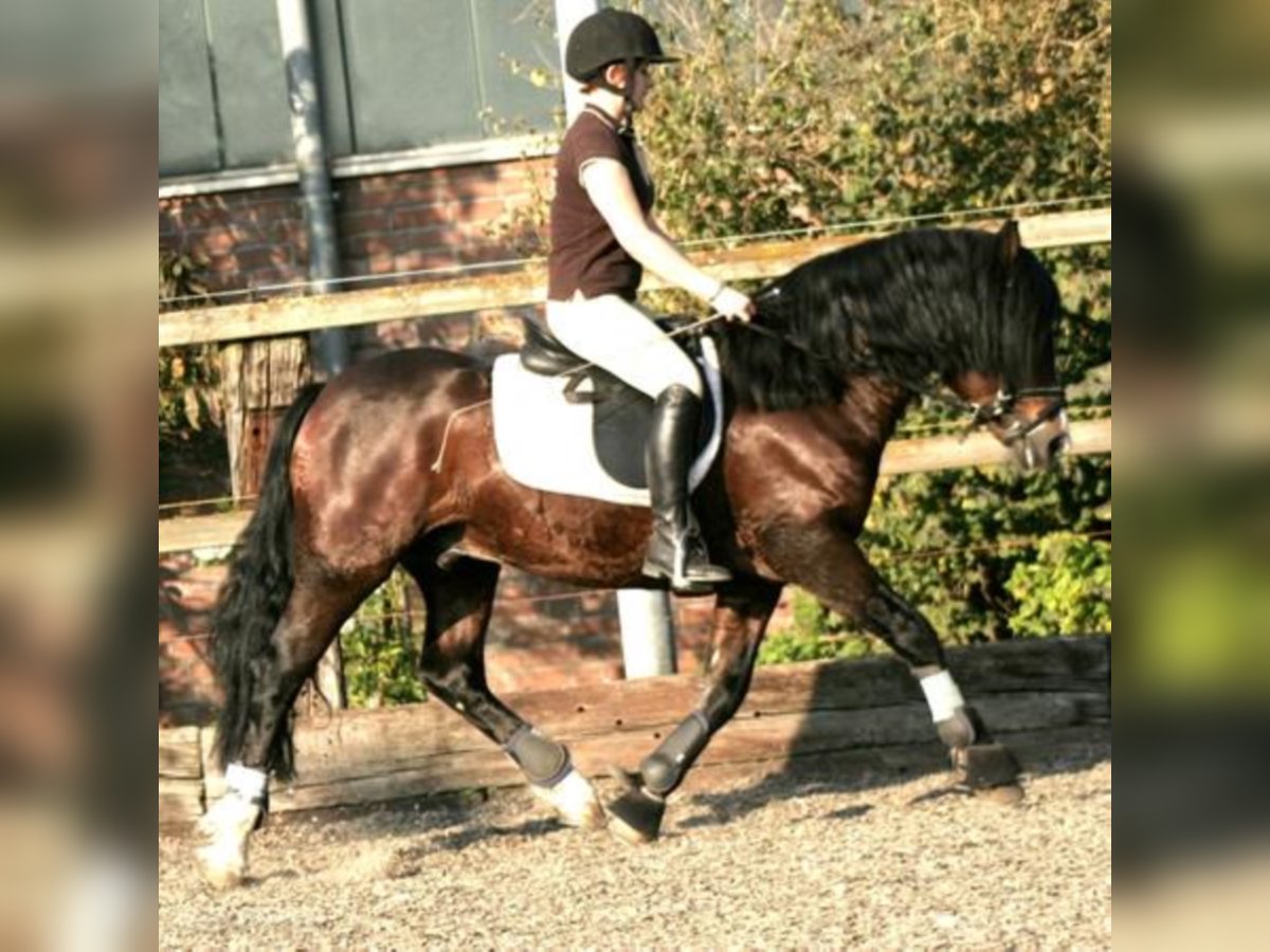 GLEBEDALE CHIT-CHAT Welsh C (of Cob Type) Stallion Brown in Meerbusch