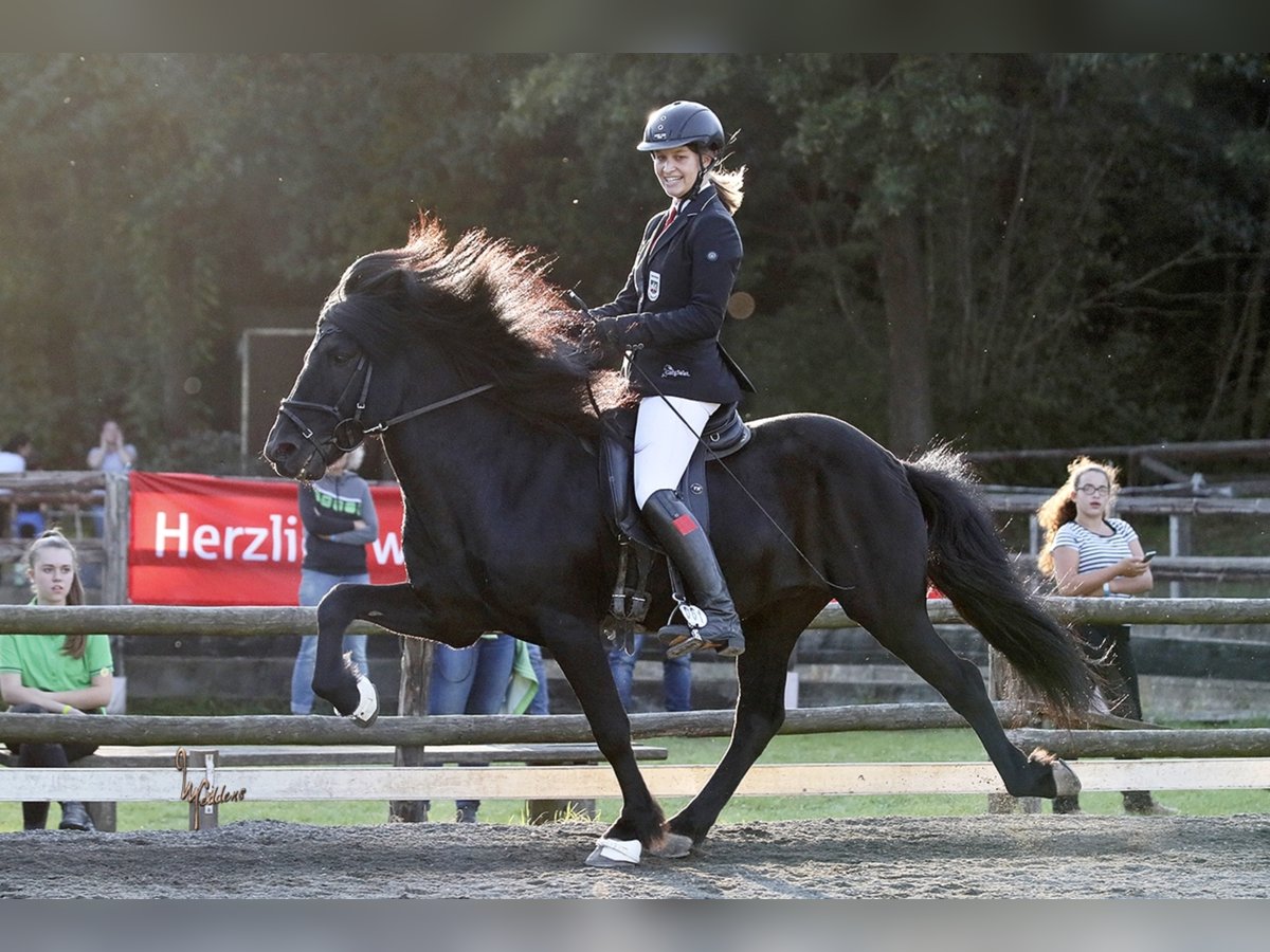 GNÝR FRÁ ÁRGERÐI Icelandic Horse Stallion in Blankenheim