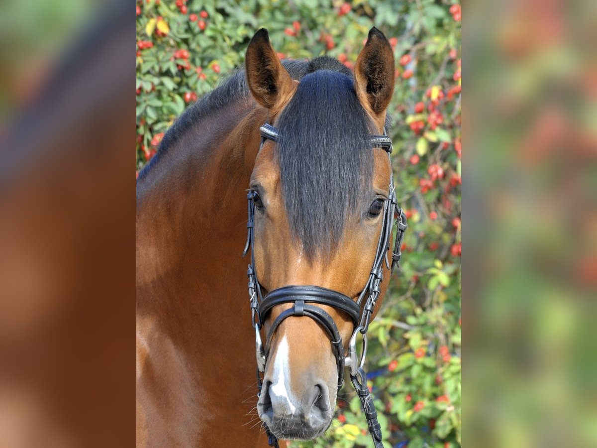 GO FOR GOLD Hannoveraan Hengst Bruin in Babenhausen