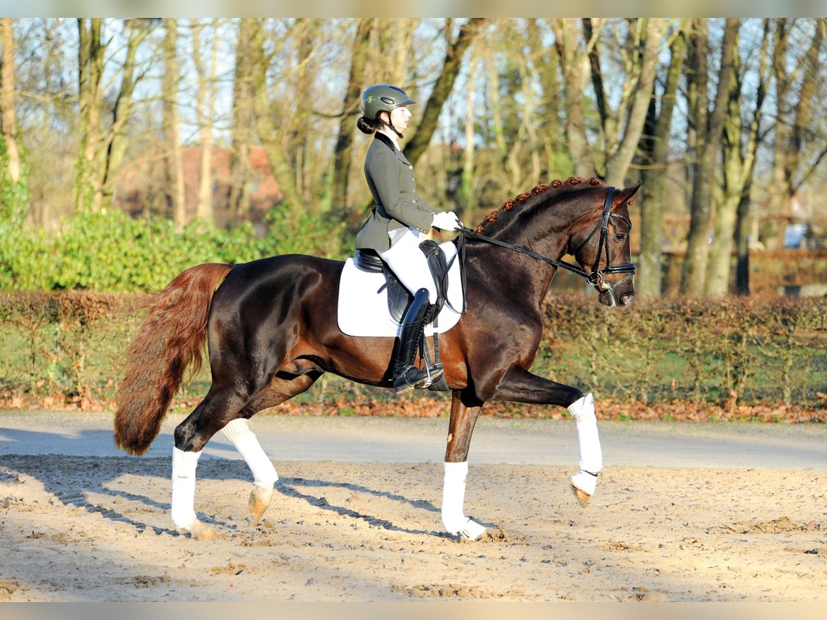 GO FOR ROMANCE PS Oldenburg-International (OS) Stallion Chestnut in Redefin