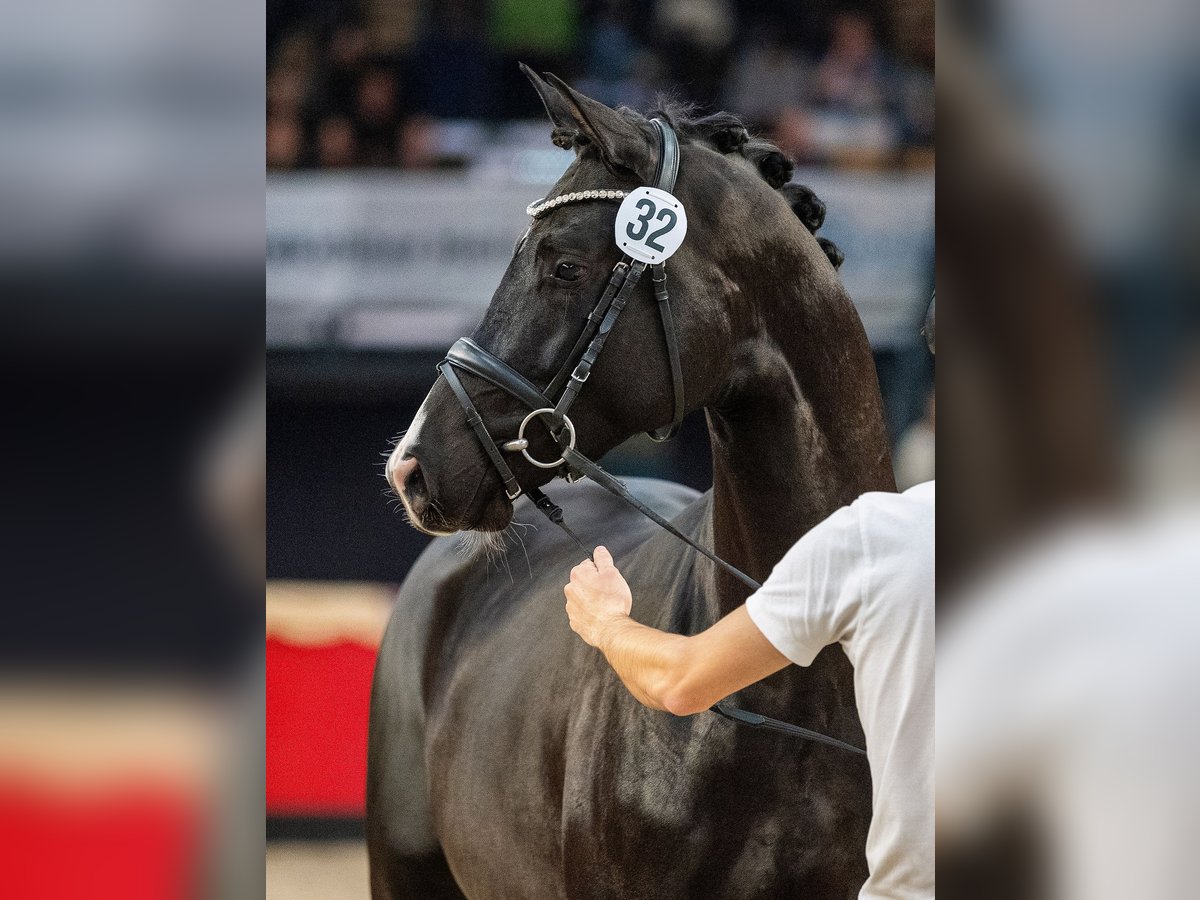 Goldmaß Trakehner Semental Negro in Herbstein