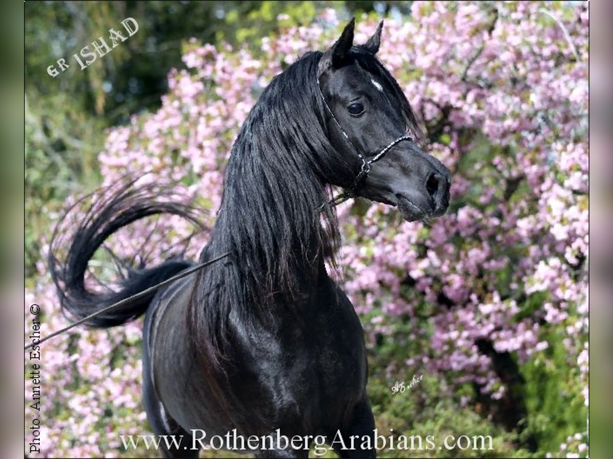 GOLDPRÄMIERTER REIN ÄGYPTISCHER RAPPHENGST Straight Egyptian Stallion Black in Monheim