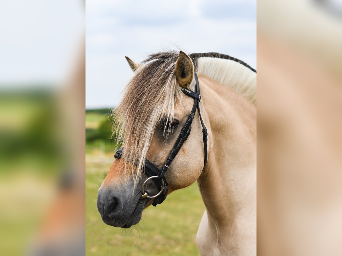 GOLF GUDENÅ Chevaux fjord Étalon in Liebstadt