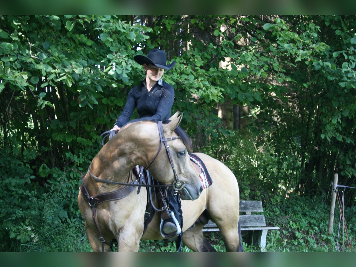 GR GOLD SMOKYTHUNDER American Quarter Horse Hengst Buckskin in Kaltental