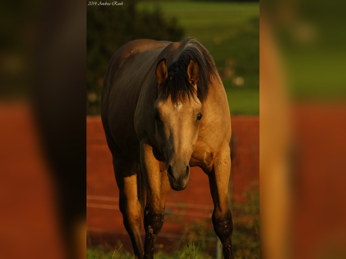 GR GOLD SMOKYTHUNDER American Quarter Horse Ogier in Kaltental