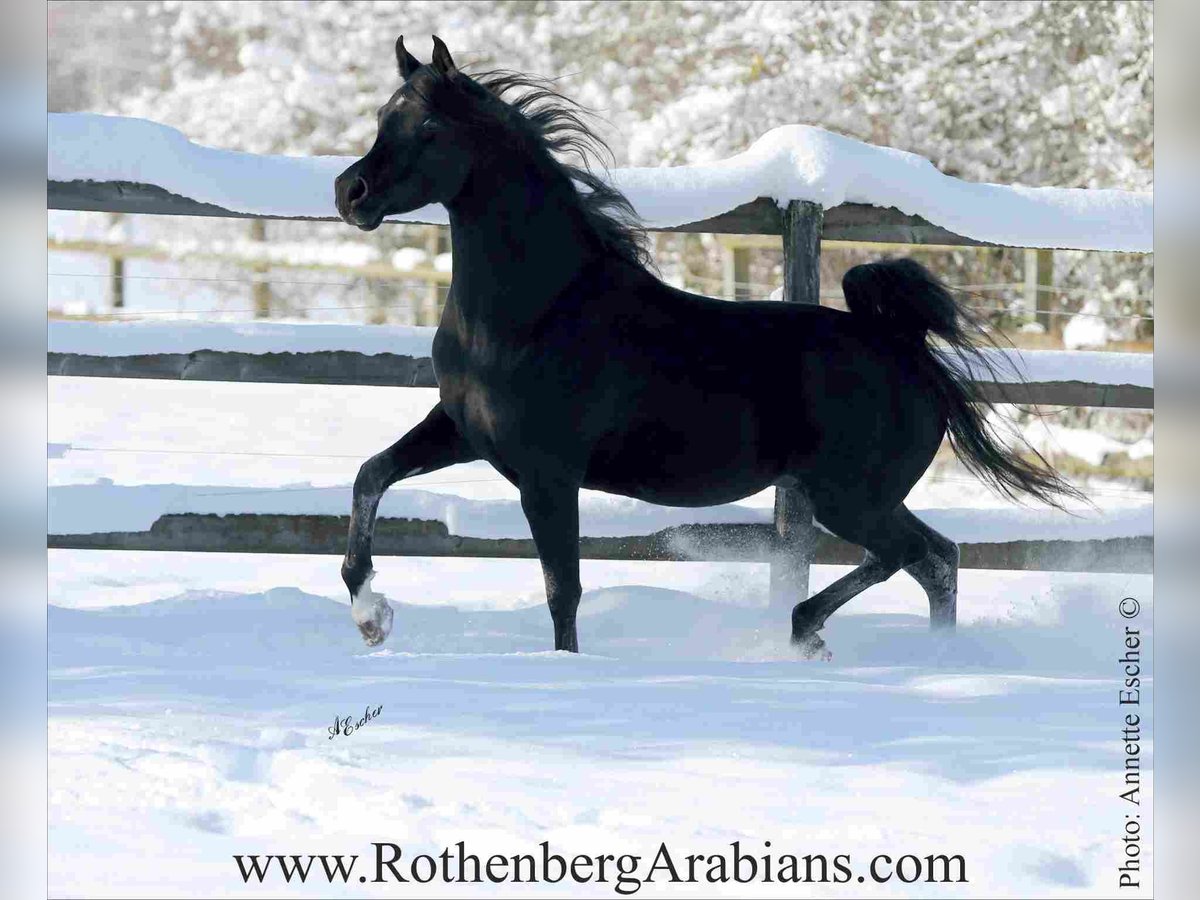 GR ISHAD (goldprämierter reinerbiger Rapphengst) Straight Egyptian Stallion in Monheim