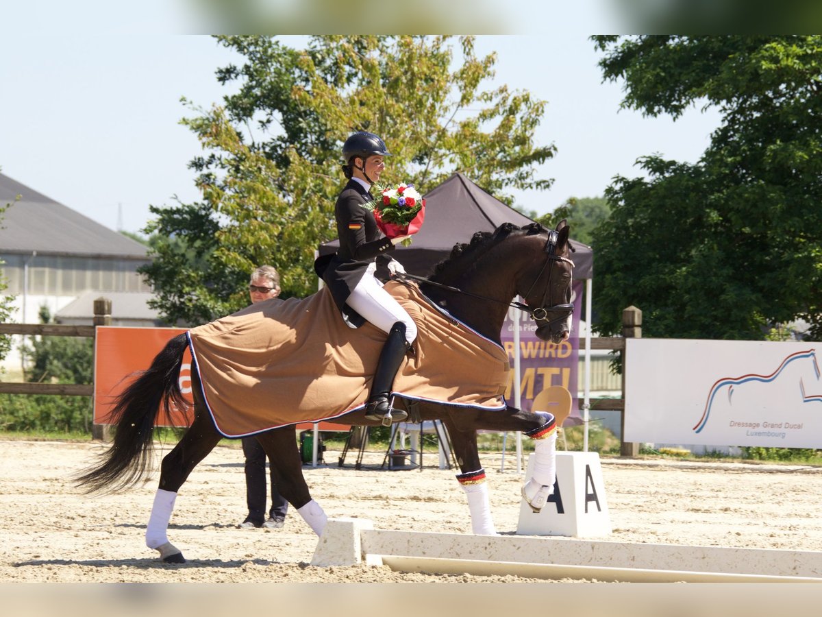 GRANDPRIX DECKHENGST TITOLAS (TOTILAS X STEDINGER) Hannoveraner Hengst in D&#xE4;tgen