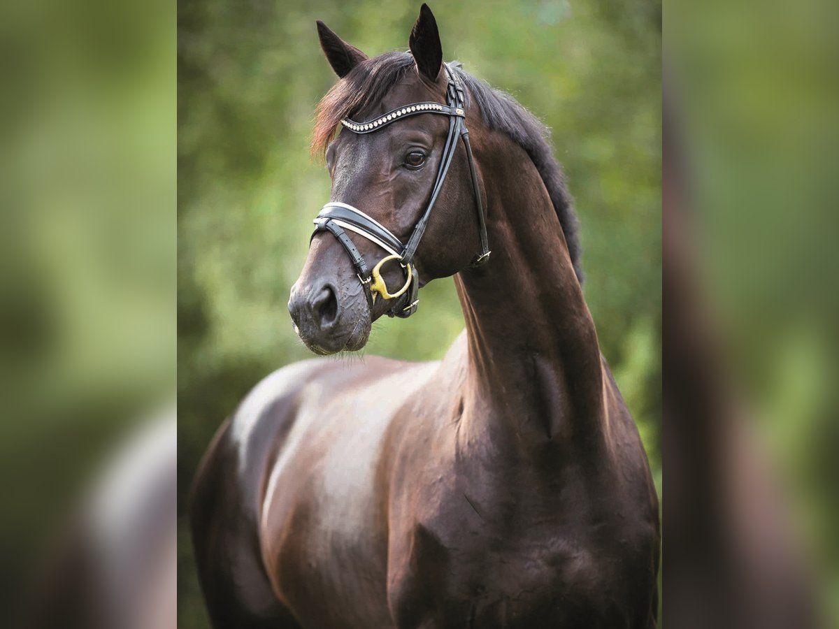 GREY FLANELL KWPN Stallion in Werder