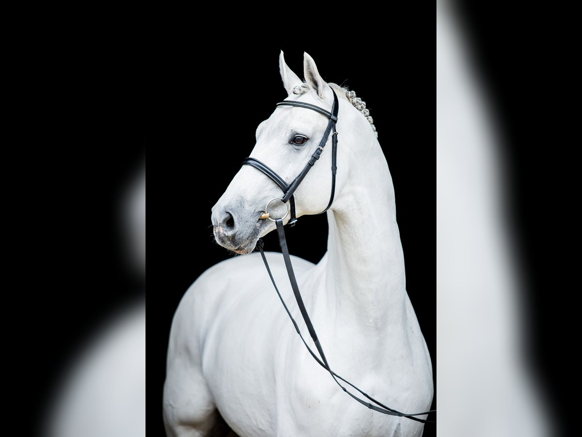 GREY TOP Hanoverian Stallion Grey in Adelheidsdorf