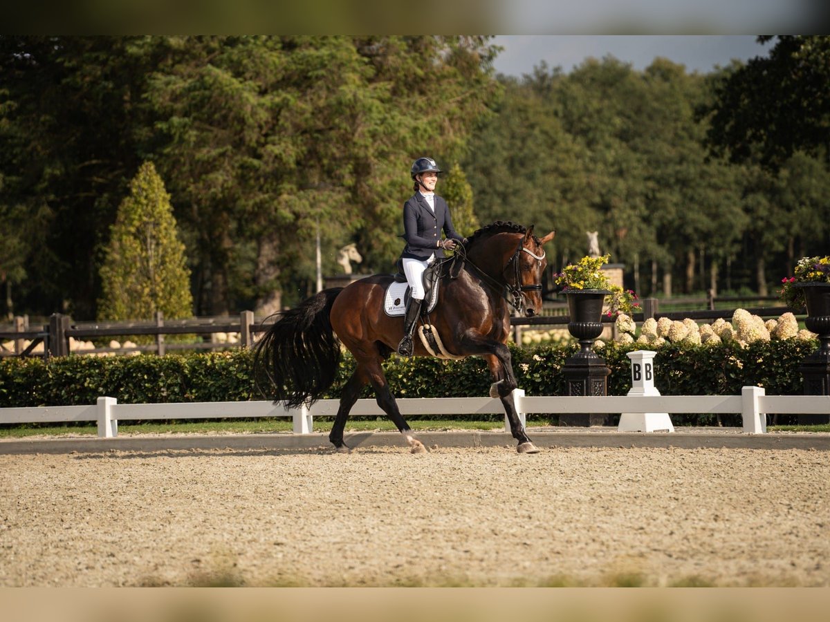 Groninger Hengst 8 Jahre 170 cm Brauner in Grolloo