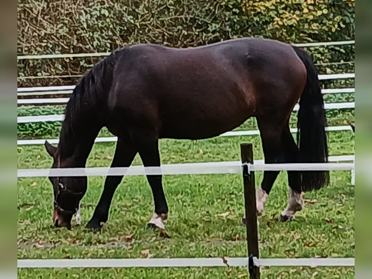 Groninger Mare 9 years 15,3 hh Brown in Alteveer