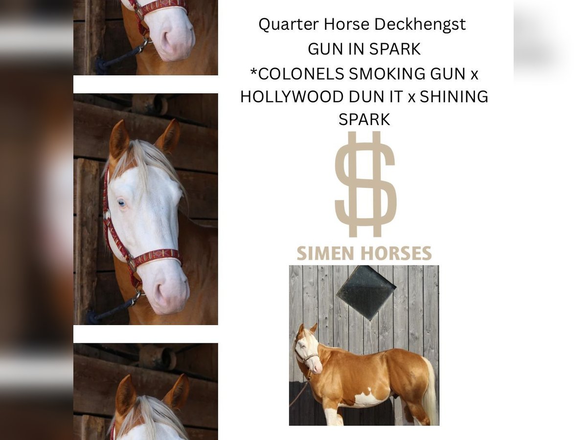 GUN IN SPARK American Quarter Horse Hengst Palomino in Steinen