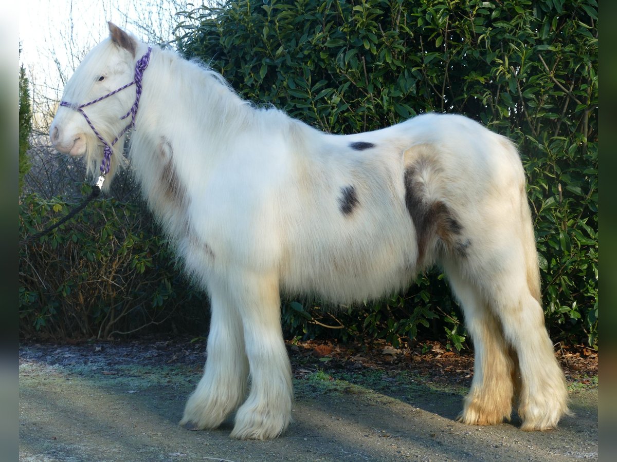 Gypsy Horse Gelding 10 years 12,3 hh Pinto in Lathen