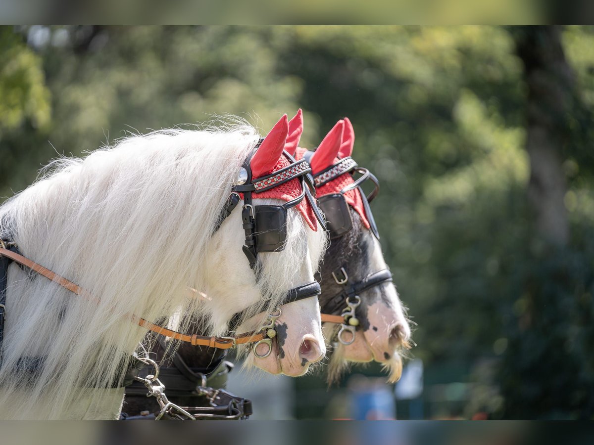 Gypsy Horse Gelding 10 years 12,1 hh Gray in Schopfheim