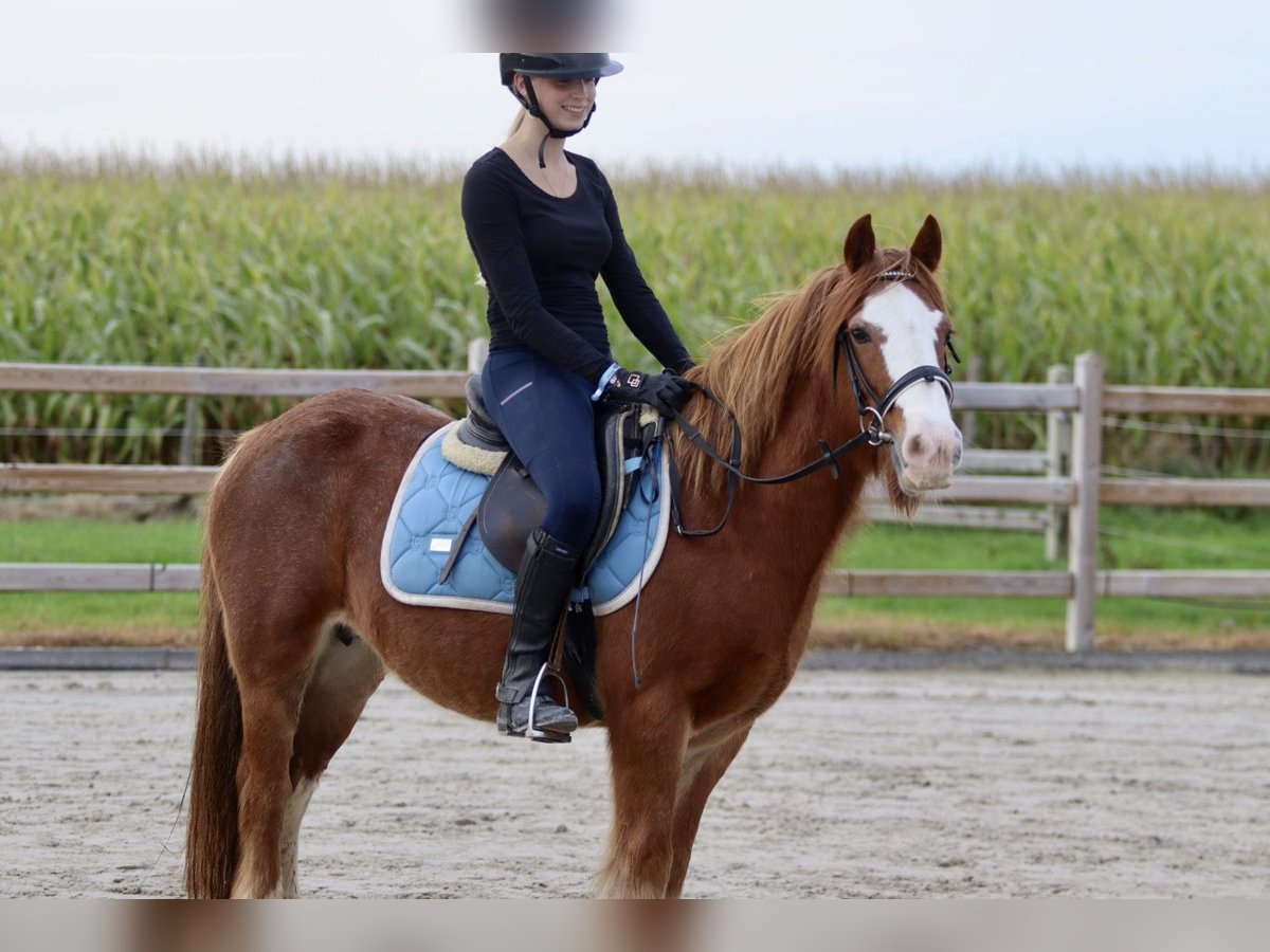 Gypsy Horse Gelding 10 years 13,2 hh Sorrel in Bogaarden