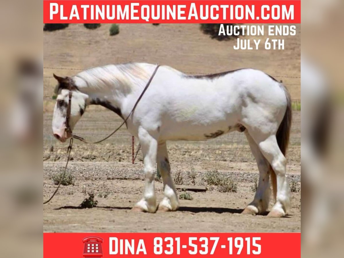 Gypsy Horse Gelding 10 years 14,1 hh Overo-all-colors in Paicines CA