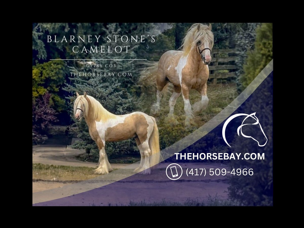 Gypsy Horse Gelding 10 years 14,2 hh Tobiano-all-colors in St. Louis, MO
