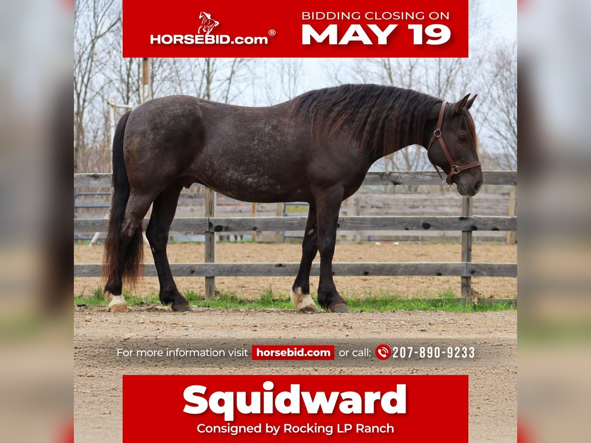 Gypsy Horse Mix Gelding 10 years 14,2 hh Roan-Blue in New Gloucester, ME