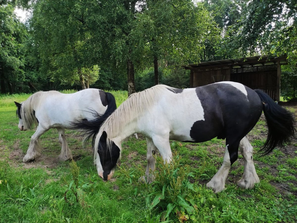 Gypsy Horse Gelding 10 years 15 hh Pinto in Gudendorf