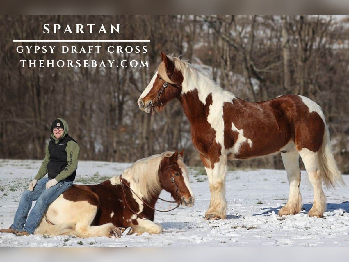 Gypsy Horse Mix Gelding 10 years 16 hh Chestnut in Parkers Lake, KY