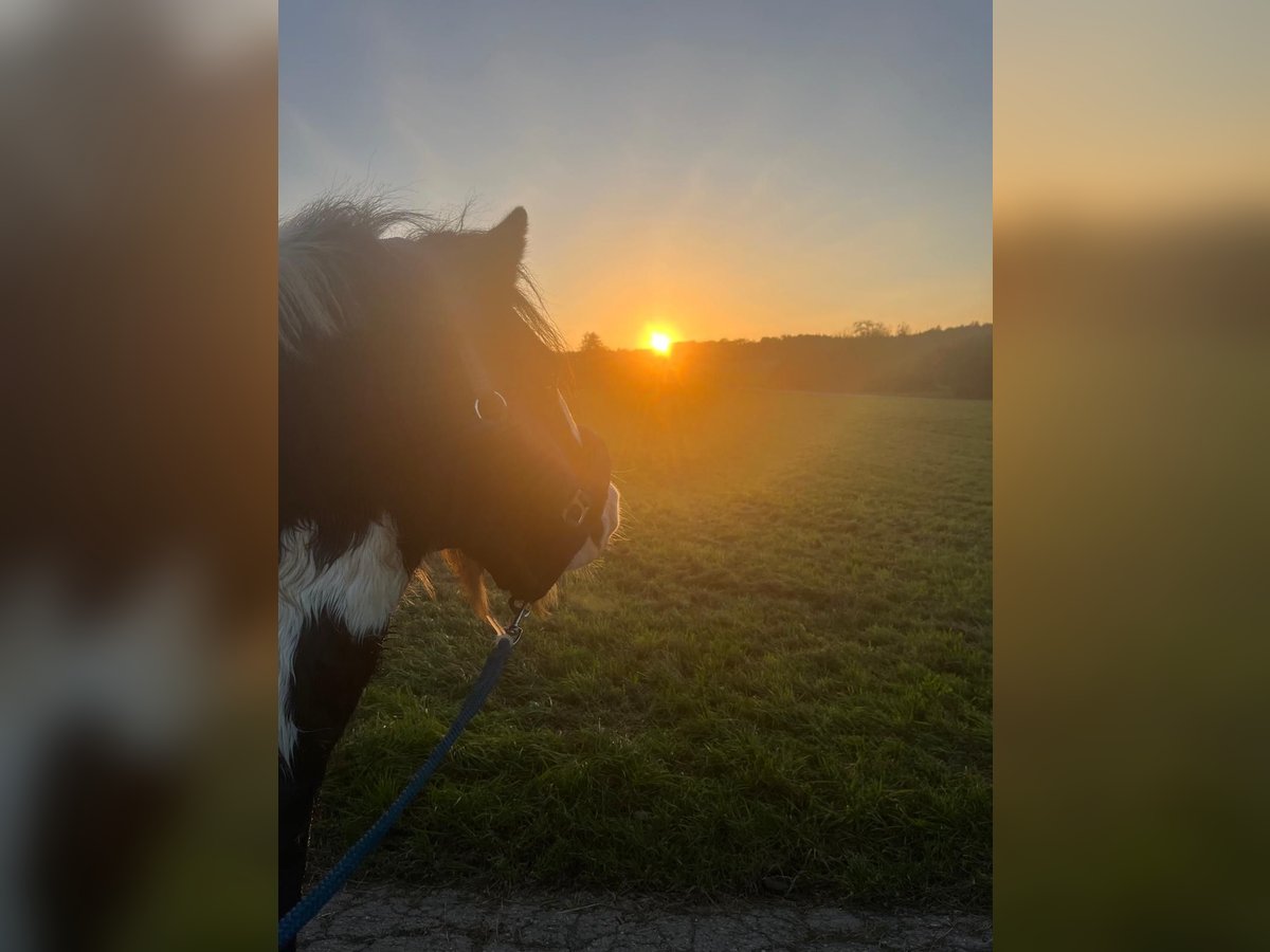 Gypsy Horse Gelding 11 years 13,1 hh Pinto in Plüderhausen