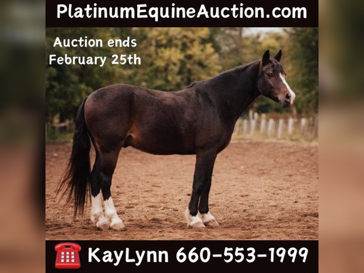 Gypsy Horse Gelding 11 years 13,2 hh Bay in Berea KY