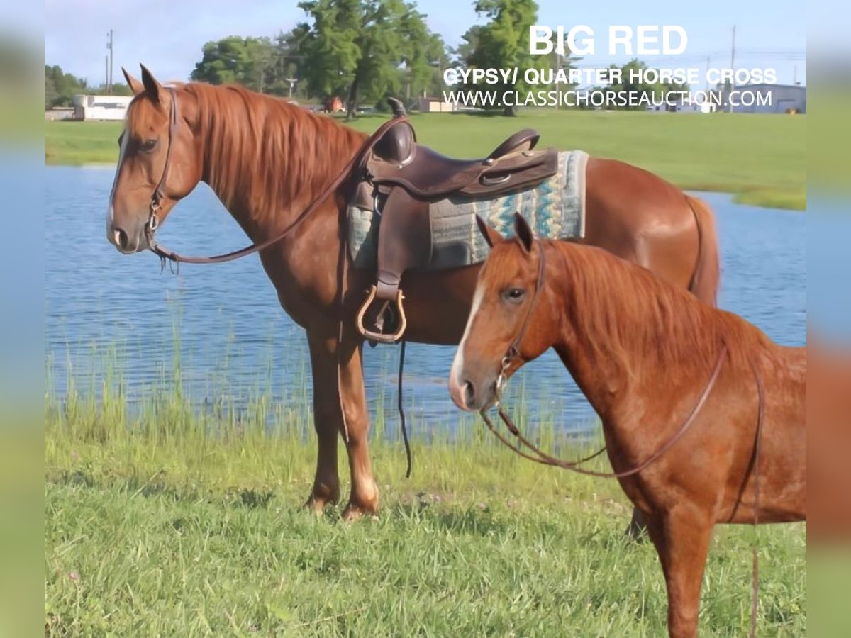 Gypsy Horse Gelding 11 years 14 hh Sorrel in Whitley City, KY