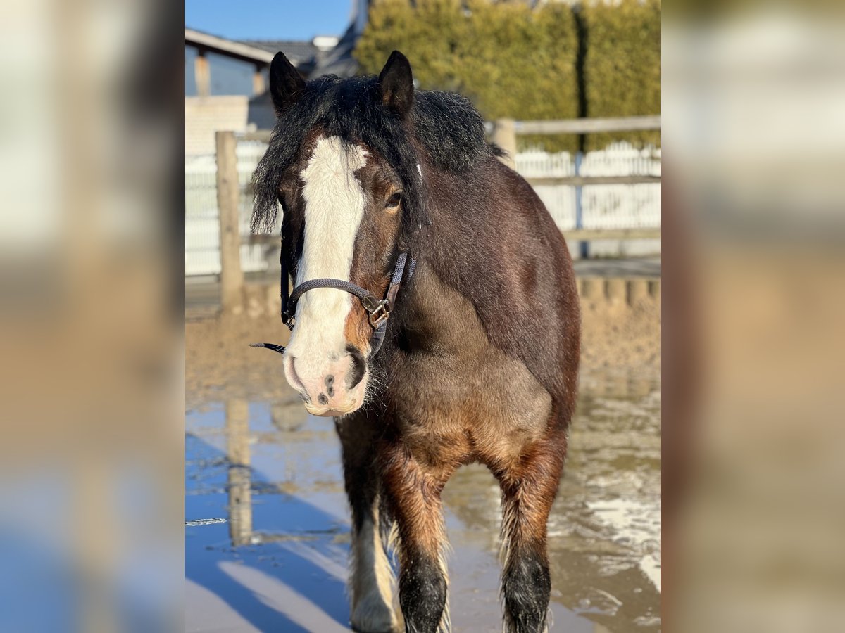 Gypsy Horse Mix Gelding 11 years 15,1 hh Brown in Essen