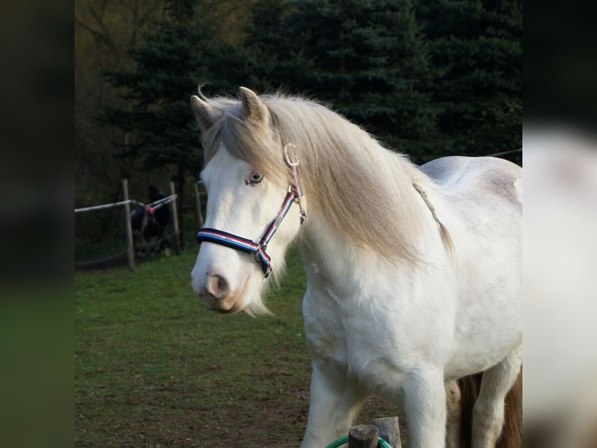 Gypsy Horse Gelding 12 years 13,2 hh Sabino in Kirn