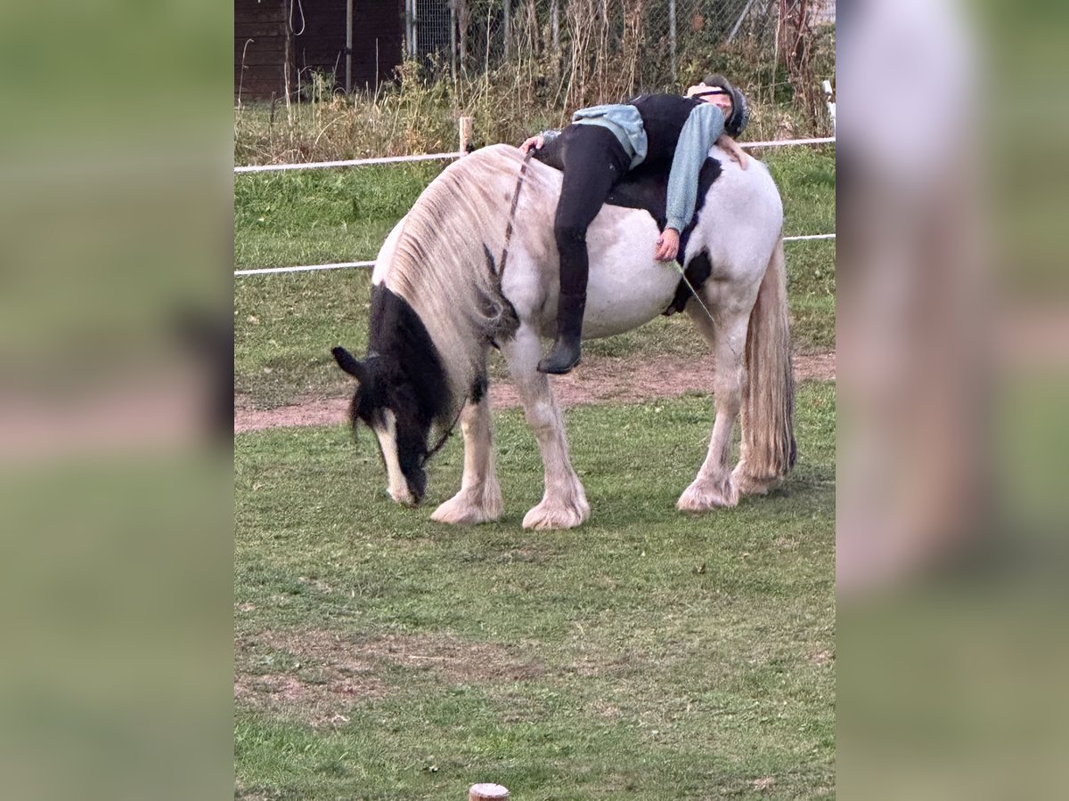 Gypsy Horse Gelding 12 years 14,2 hh Pinto in Schopfheim