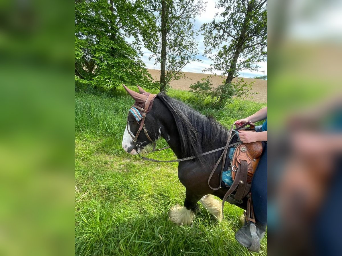 Gypsy Horse Gelding 12 years 14,2 hh Smoky-Black in Mengkofen