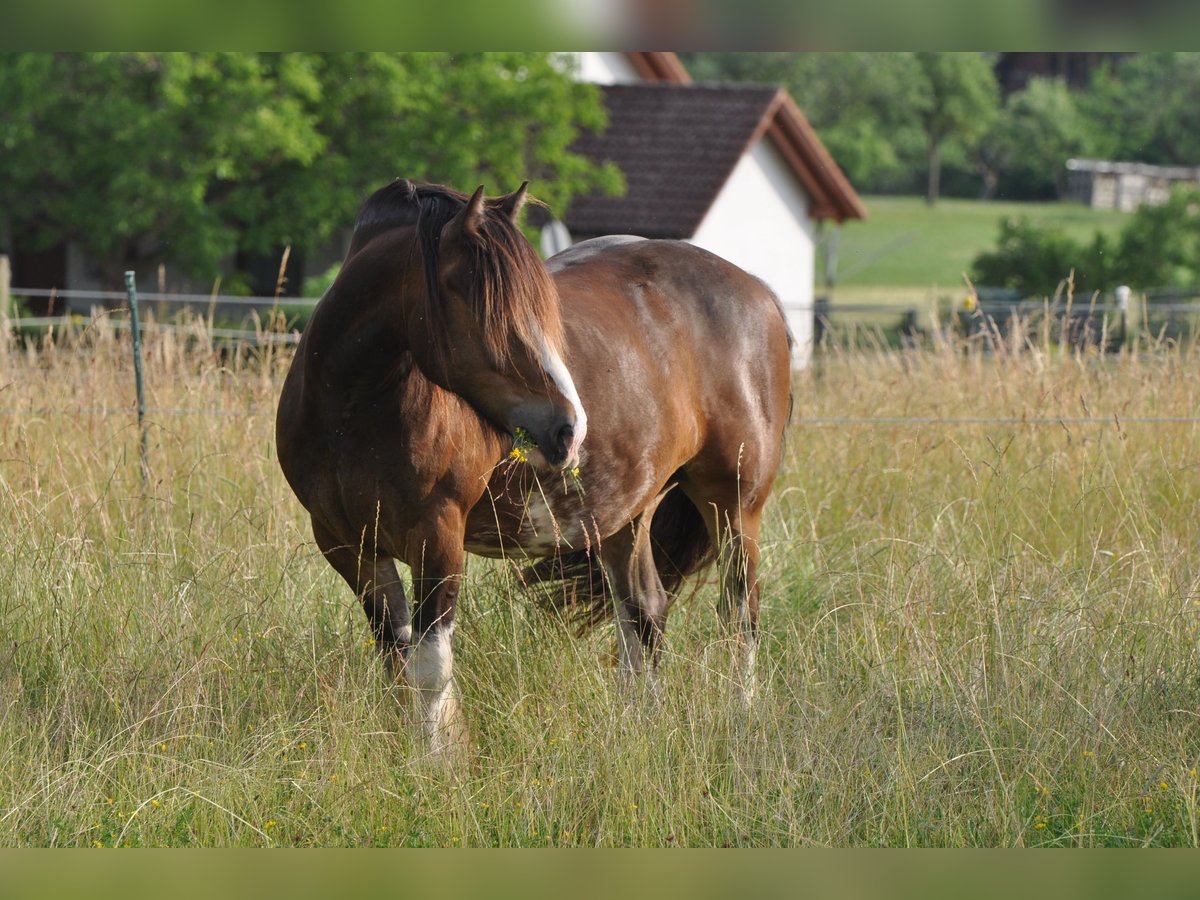 Gypsy Horse Gelding 12 years 14 hh in Stockach