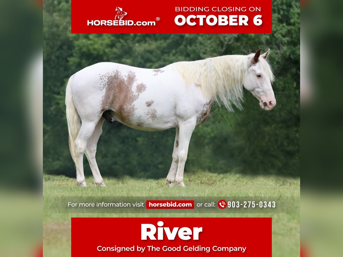 Gypsy Horse Mix Gelding 12 years 14,1 hh Sabino in Athens, TX