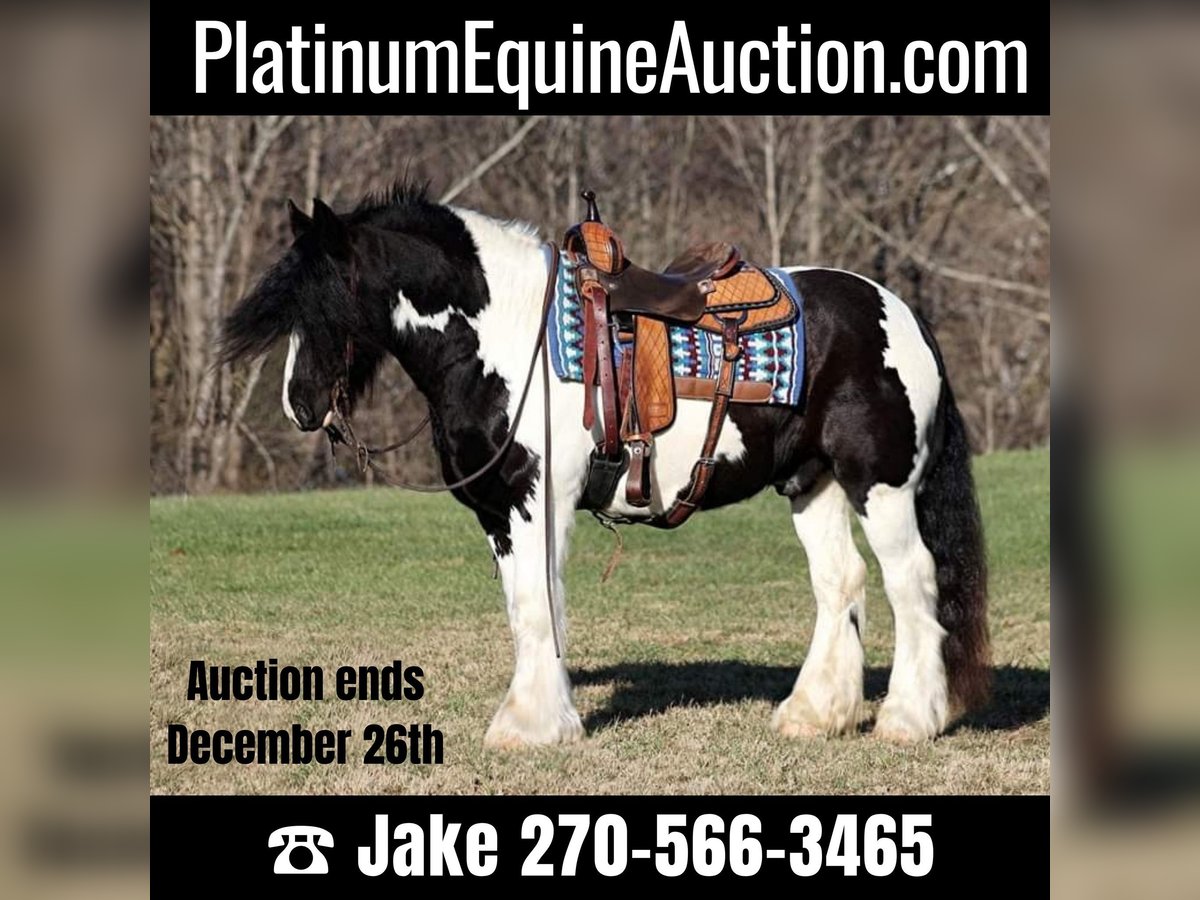 Gypsy Horse Gelding 12 years 15 hh Black in Jamestown, KY