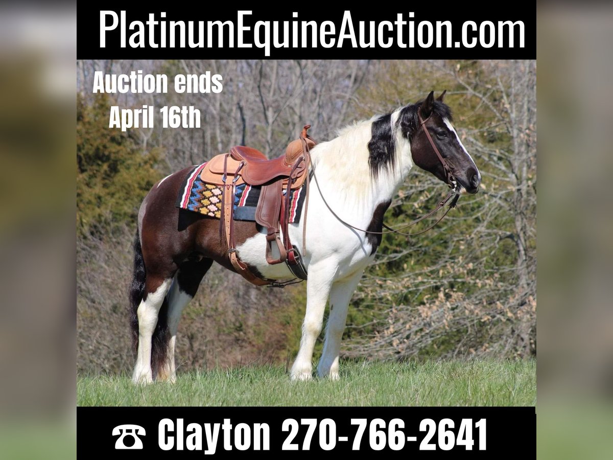 Gypsy Horse Gelding 12 years Tobiano-all-colors in Sonora KY