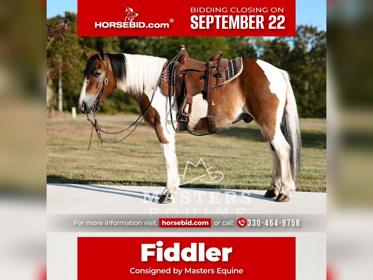 Gypsy Horse Mix Gelding 13 years 13,1 hh Pinto in Orrville
