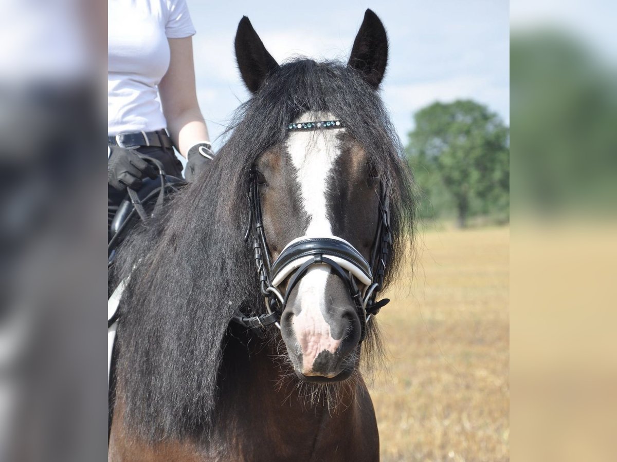 Gypsy Horse Gelding 13 years 14,1 hh Black in Weyhe