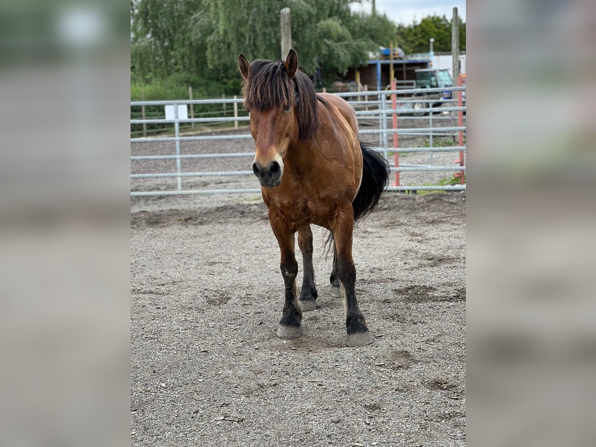 Gypsy Horse Mix Gelding 13 years 14,3 hh Brown in Ebersbach-Musbach