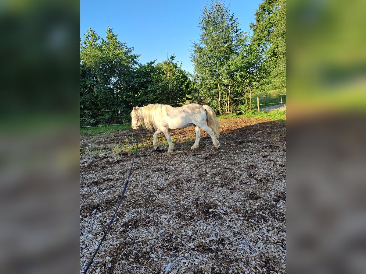 Gypsy Horse Gelding 13 years 14 hh Grey-Red-Tan in Meinerzhagen