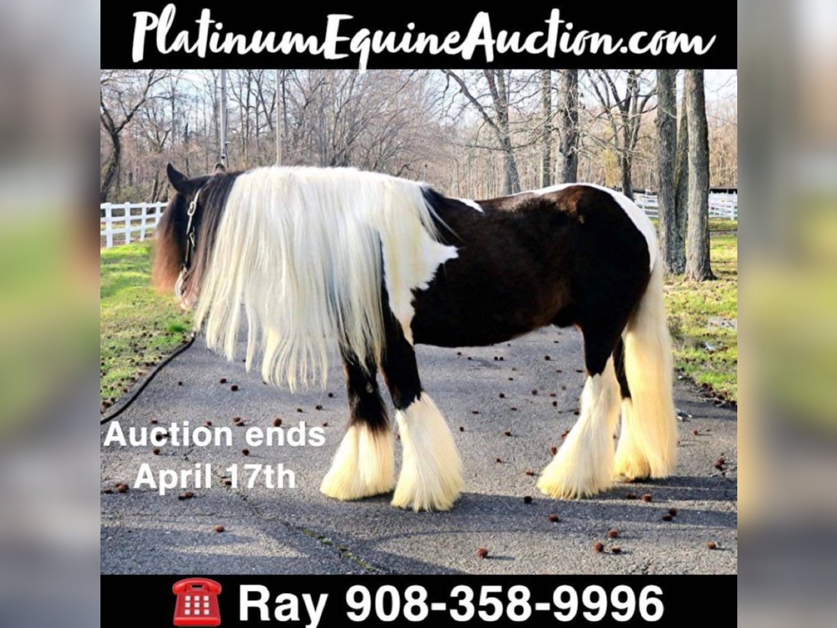 Gypsy Horse Gelding 13 years Tobiano-all-colors in Monroe Township, NJ