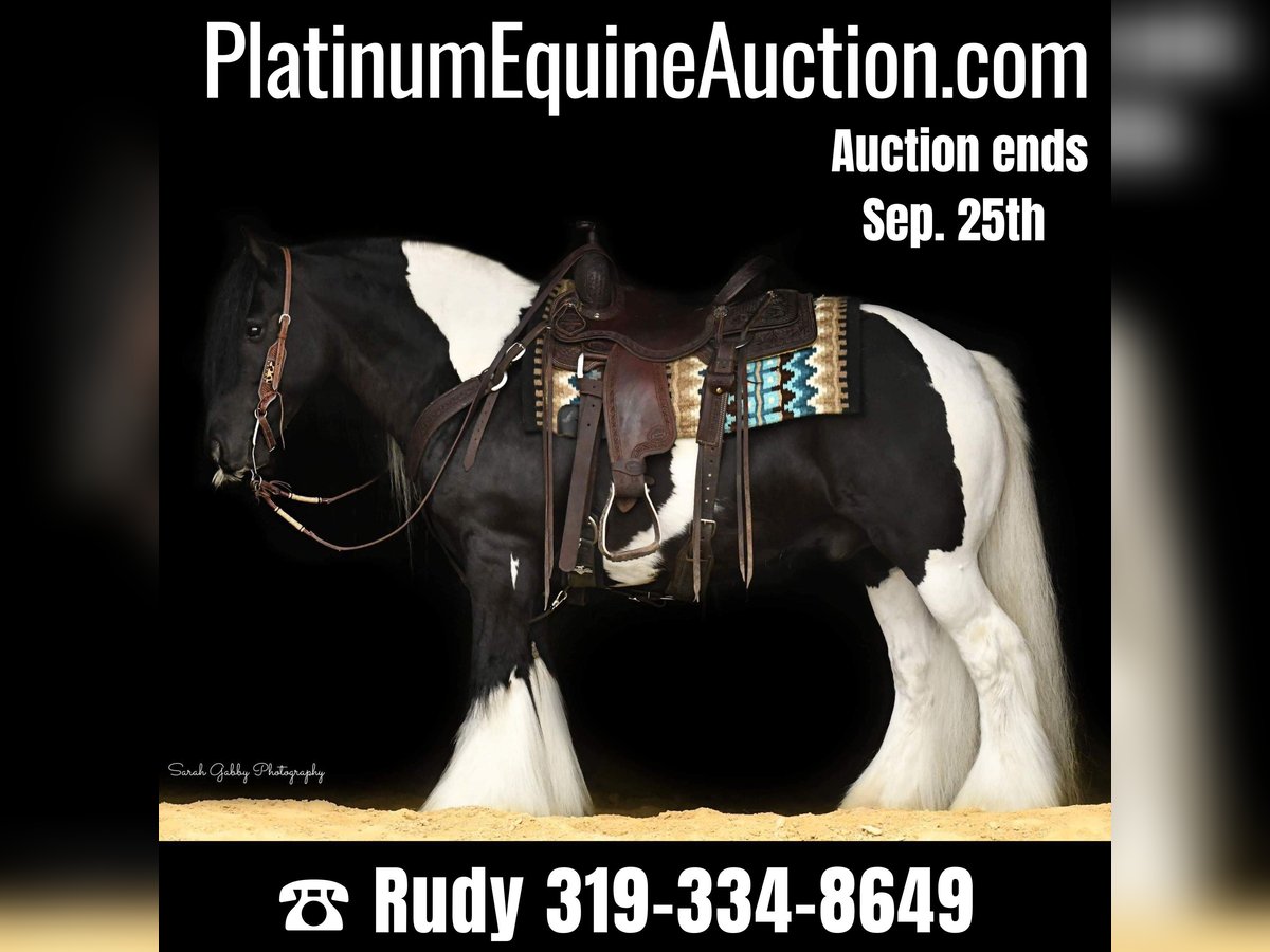 Gypsy Horse Gelding 14 years 13,2 hh Tobiano-all-colors in Hazelton IA