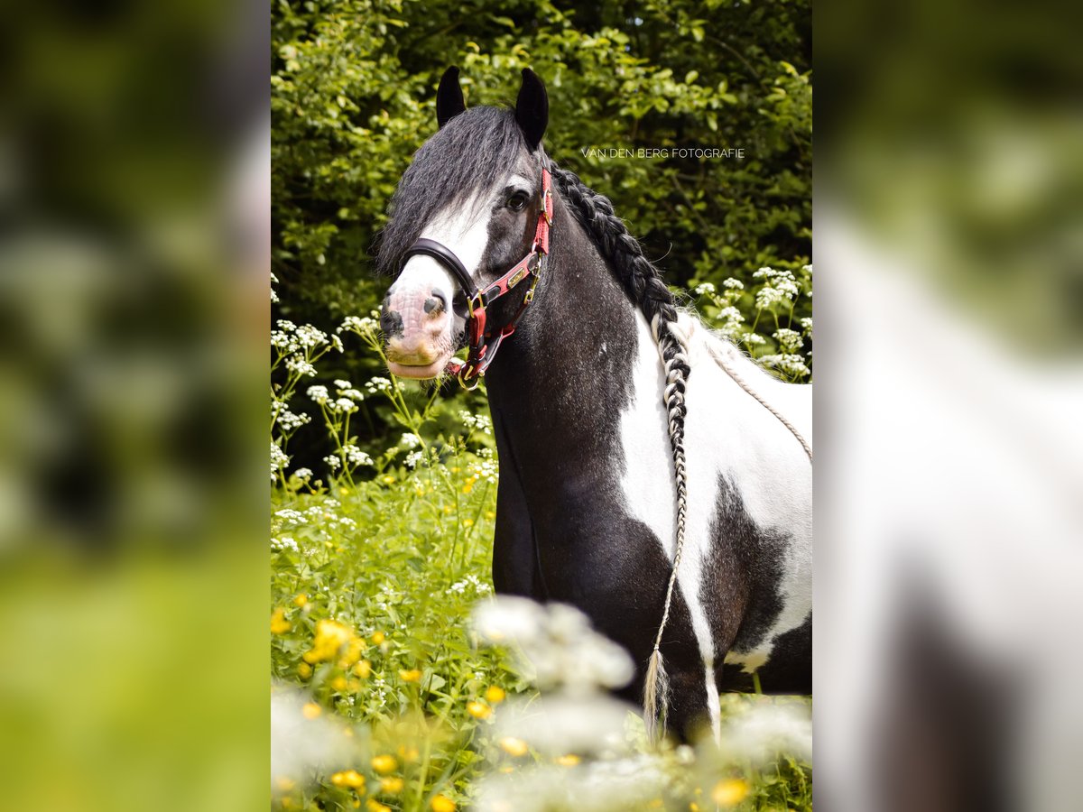Gypsy Horse Gelding 14 years 14 hh Pinto in Aalsmeer
