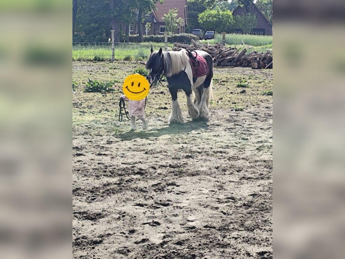 Gypsy Horse Gelding 15 years 14 hh White in B&#xF6;sel