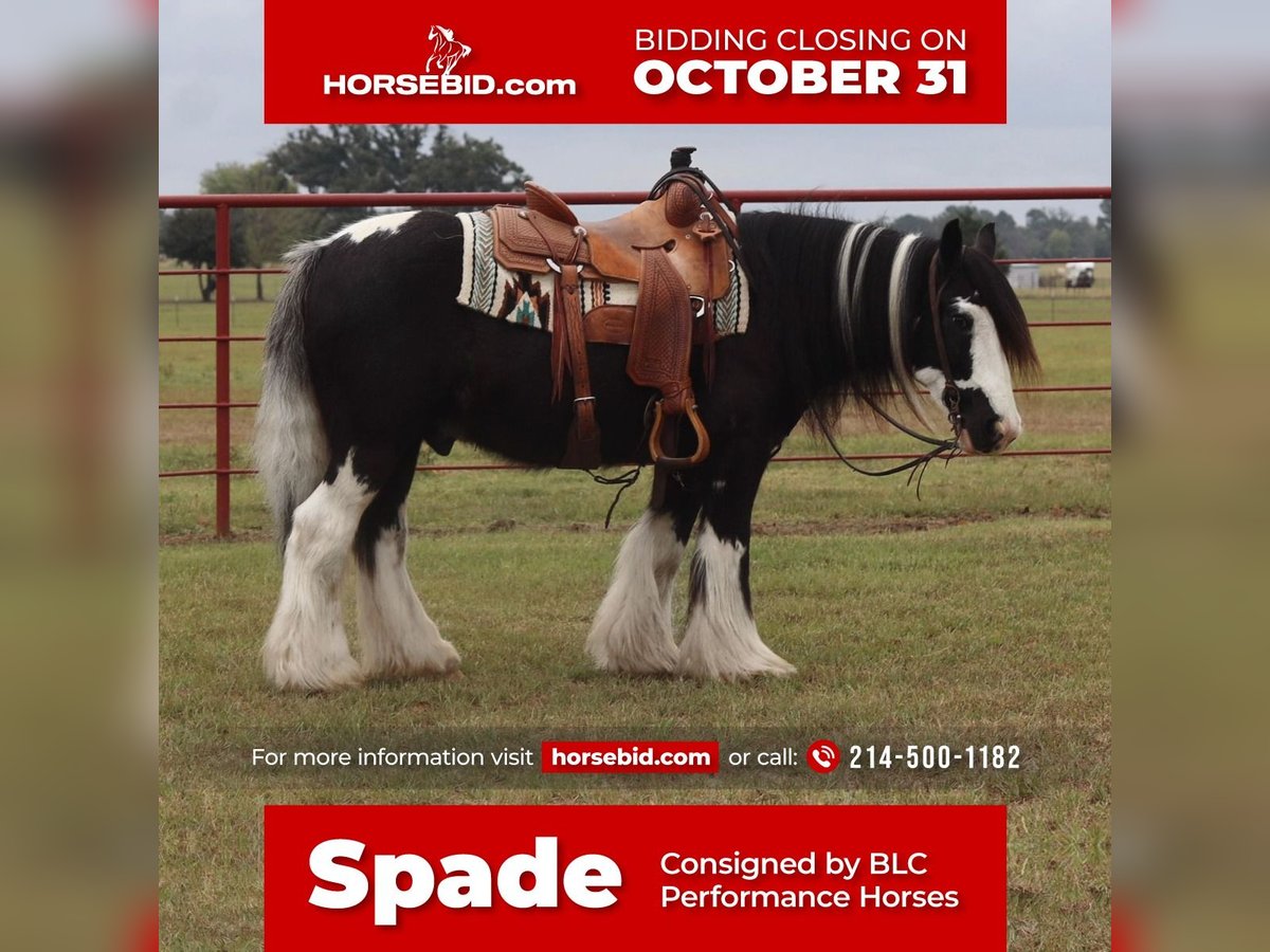 Gypsy Horse Gelding 15 years in Grand Saline, TX