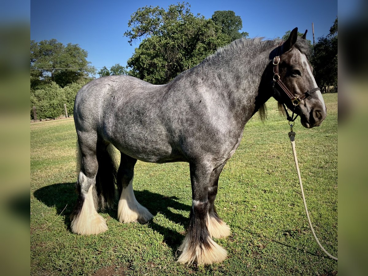 Gypsy Horse Gelding 16 years 14 hh Roan-Blue in Penryn Gypsy Horse Gelding 16 years 14 hh Roan-Blue in Penryn