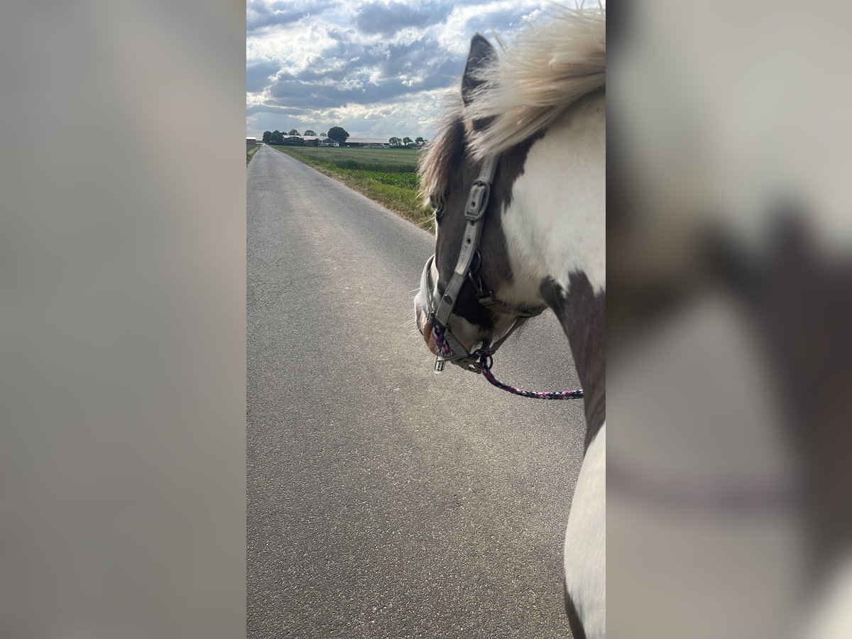 Gypsy Horse Gelding 17 years 13,1 hh Pinto in Erftstadt