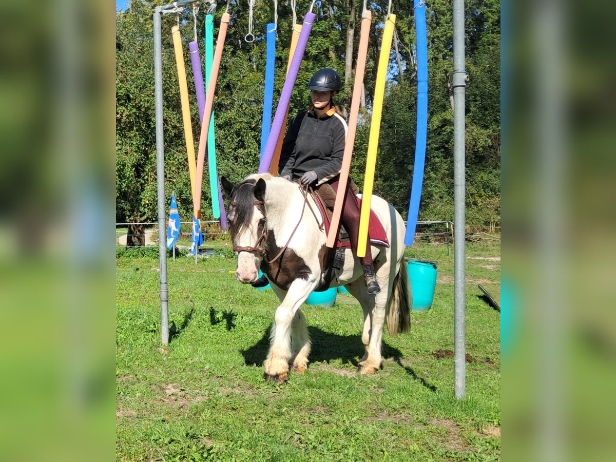 Gypsy Horse Gelding 17 years 14,2 hh Pinto in Bayerbach