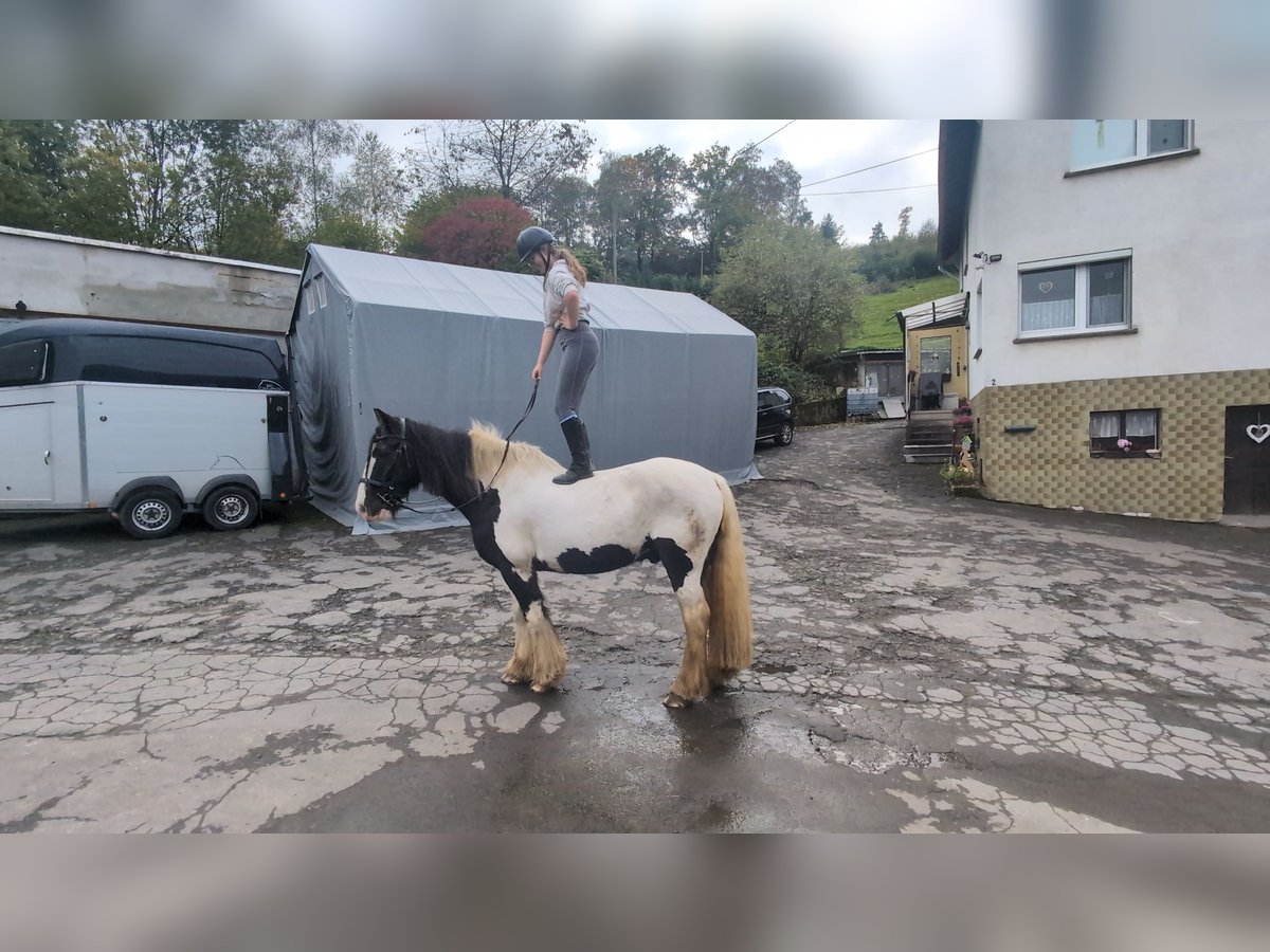 Gypsy Horse Gelding 17 years 15 hh Pinto in Morsbach